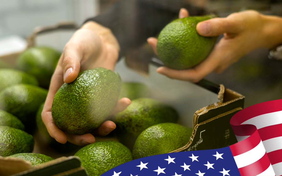 Crecimiento comercial del aguacate Hass en EUA y otros mercados internacionales