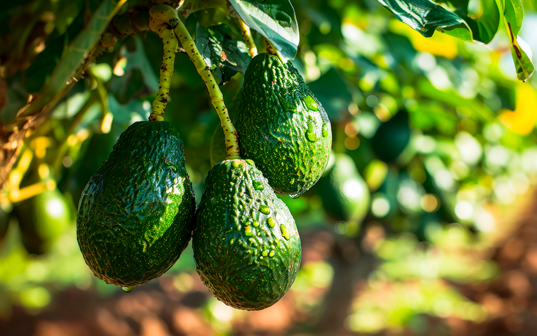 Impacto ambiental del aguacate, conoce lo más innovador